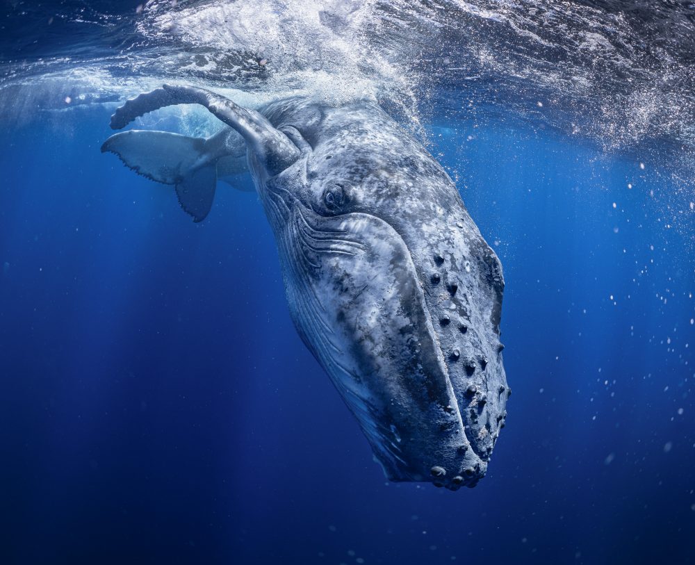クジラ写真で国際コンテスト金賞受賞!!写真家右近倫太郎
