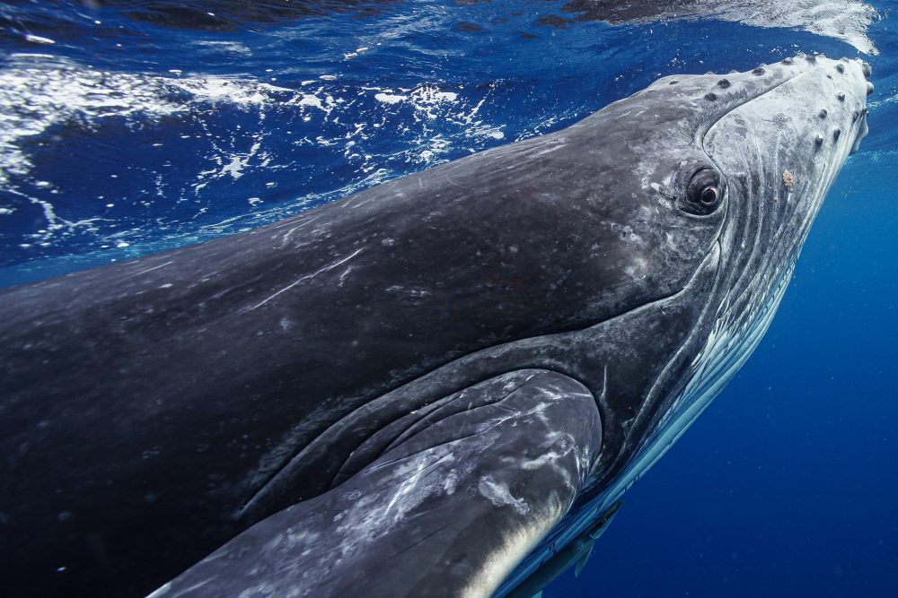 こちっち見てるザトウクジラinトンガ撮影：水中カメラマン右近倫太郎