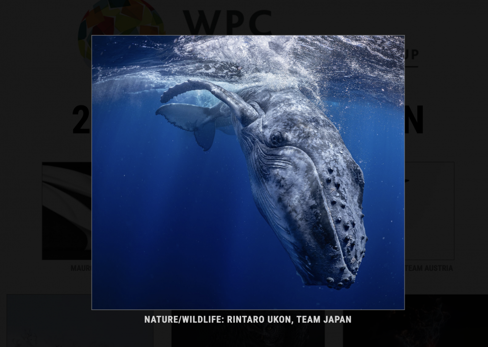 日本一のクジラ写真！！写真家右近倫太郎 WPC2024